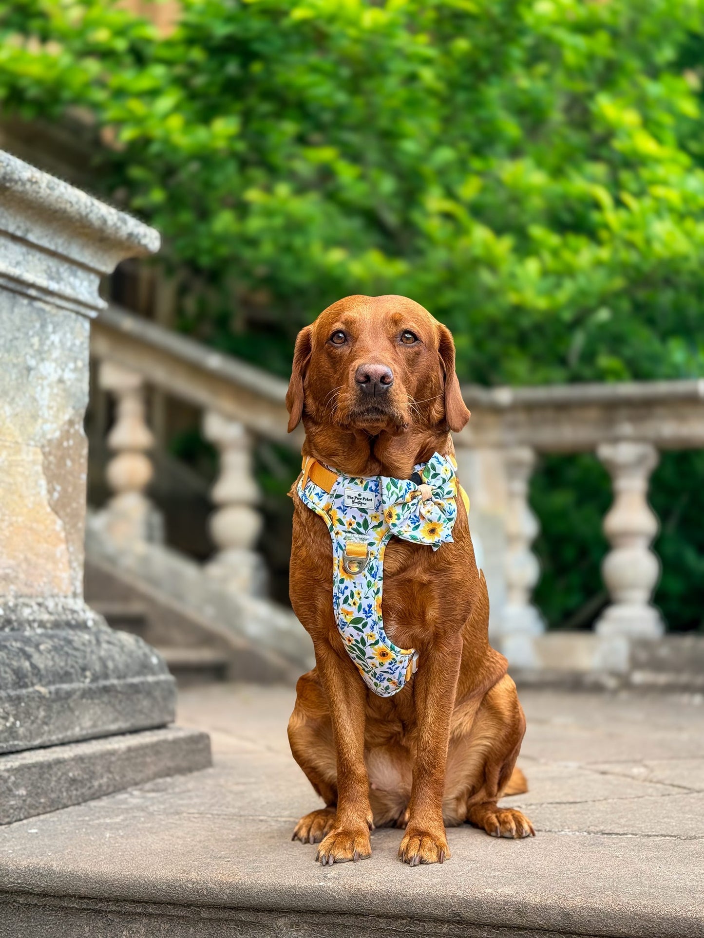 Sunny Sunflowers Adventure Paws Harness