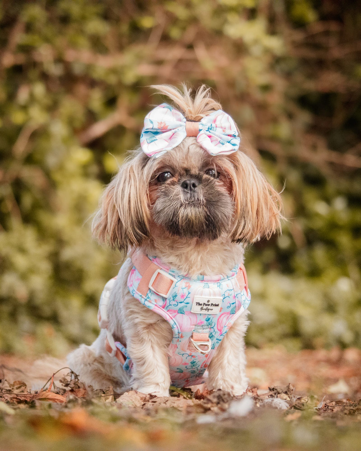 Pablos Pumpkins Adventure Paws Harness
