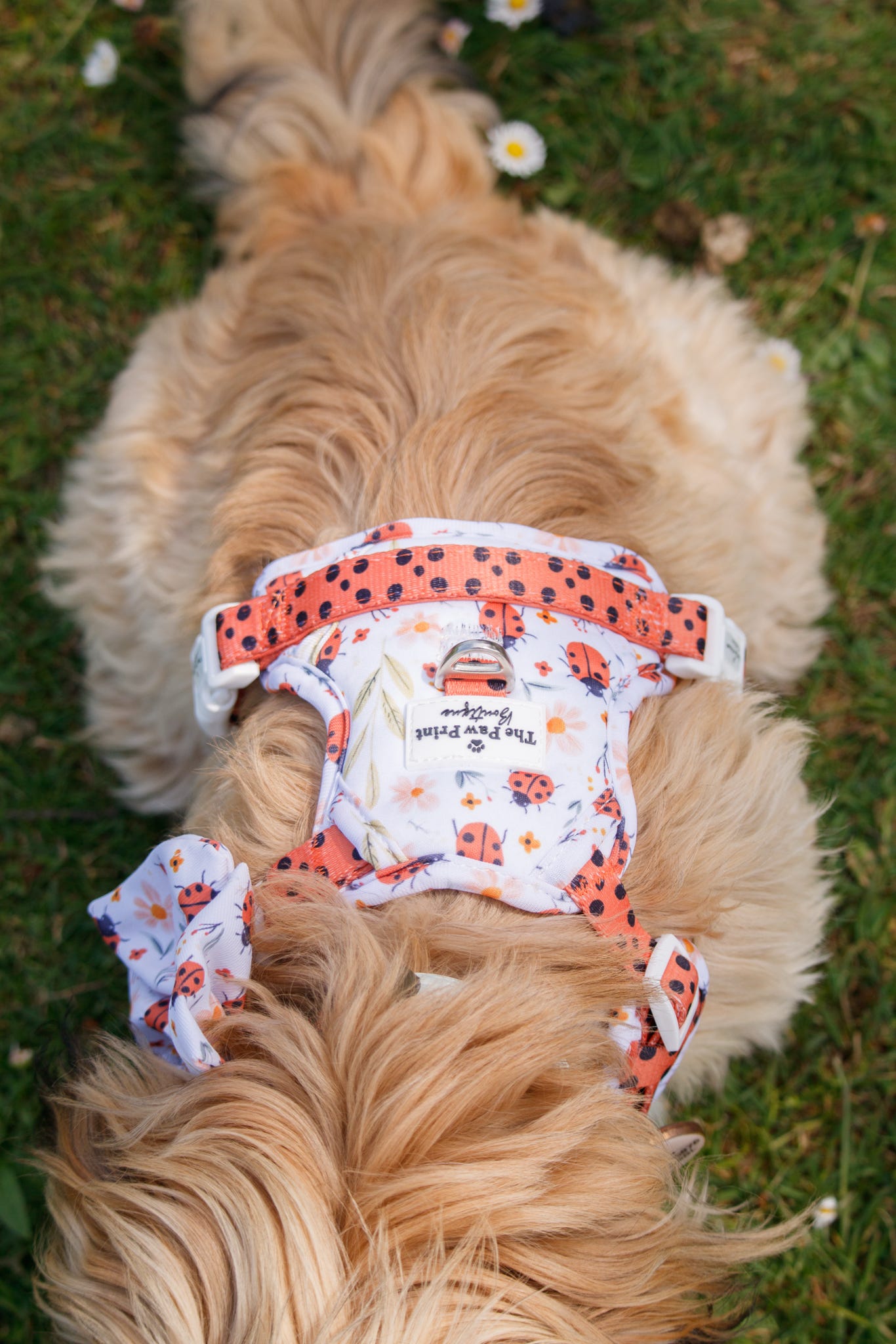 Ladybird Lane Adventure Paws Harness