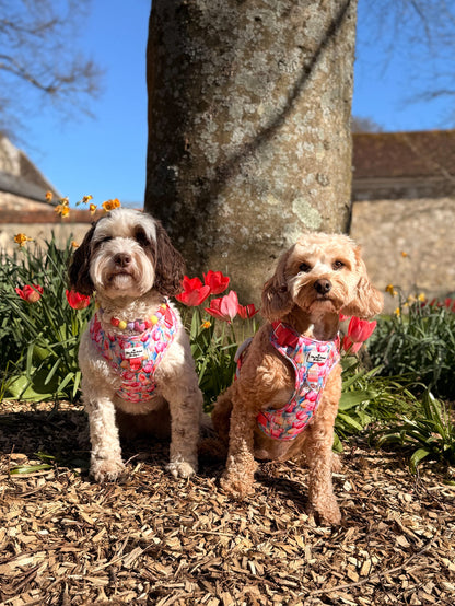 The Tulip Field Adventure Paws Harness