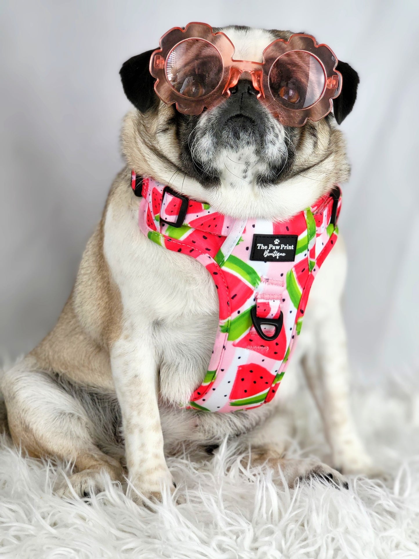 The Watermelon Sugar Adventure Paws Harness