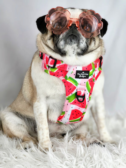 The Watermelon Sugar Adventure Paws Harness