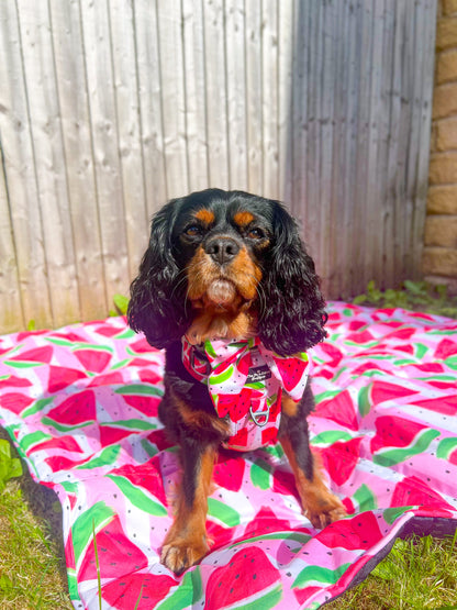 The Watermelon Sugar Adventure Paws Harness