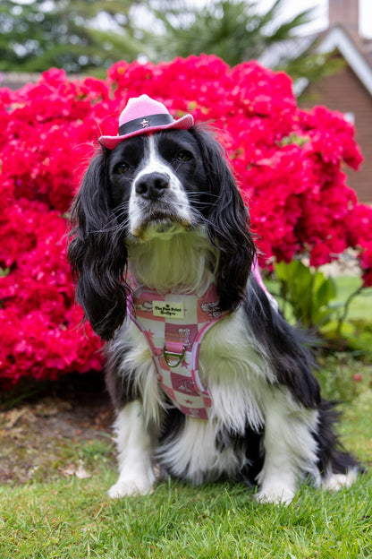 Cowgirl Cutie Adventure Paws Harness