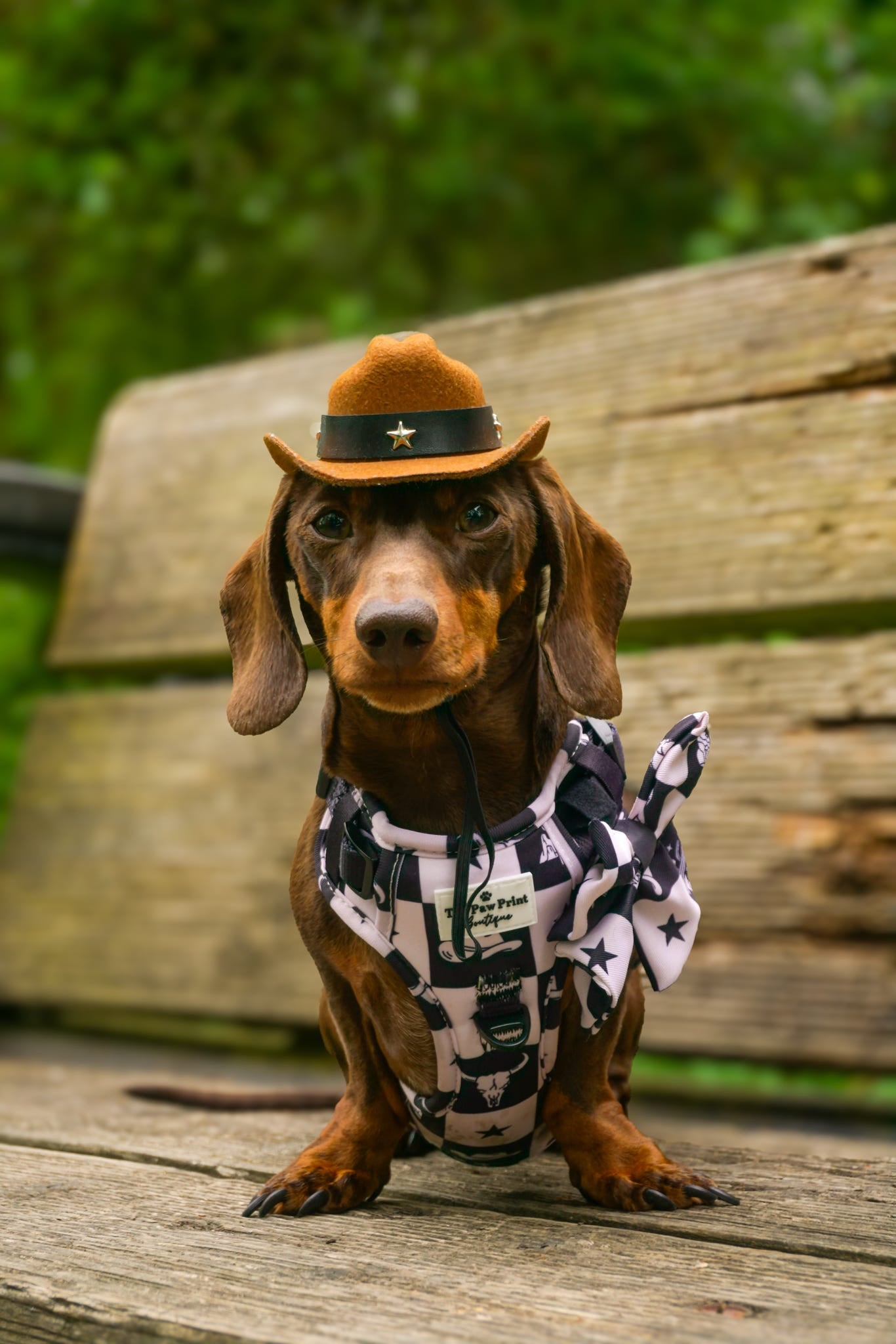 The Wild West Adventure Paws Harness