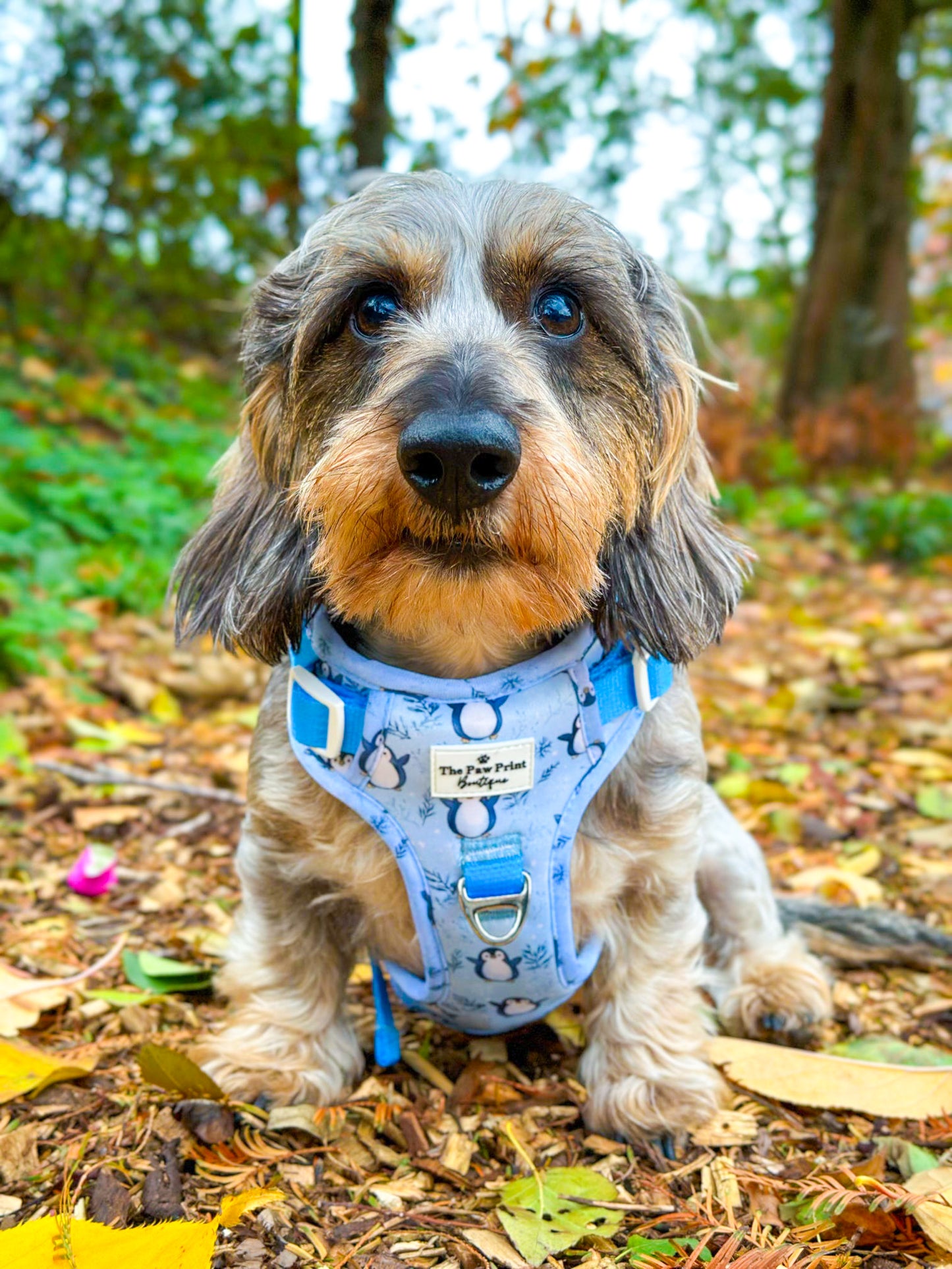 Percy Penguin Adventure Paws Harness