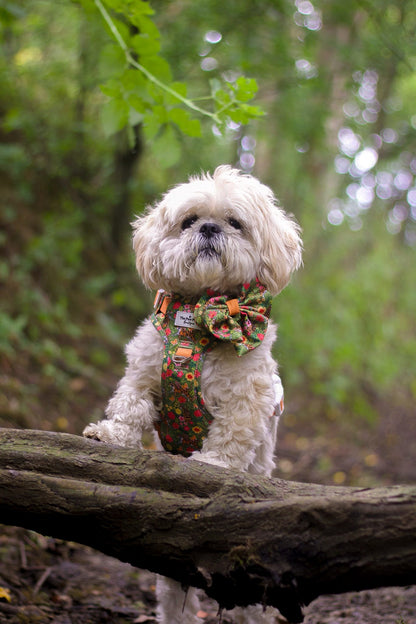 The Tiger who came to TPPB Adventure Paws Harness