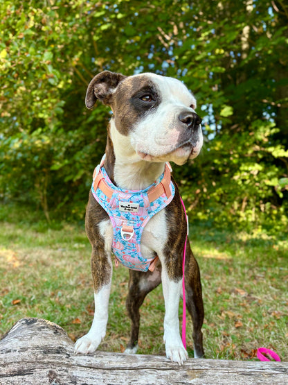 Pablos Pumpkins Adventure Paws Harness