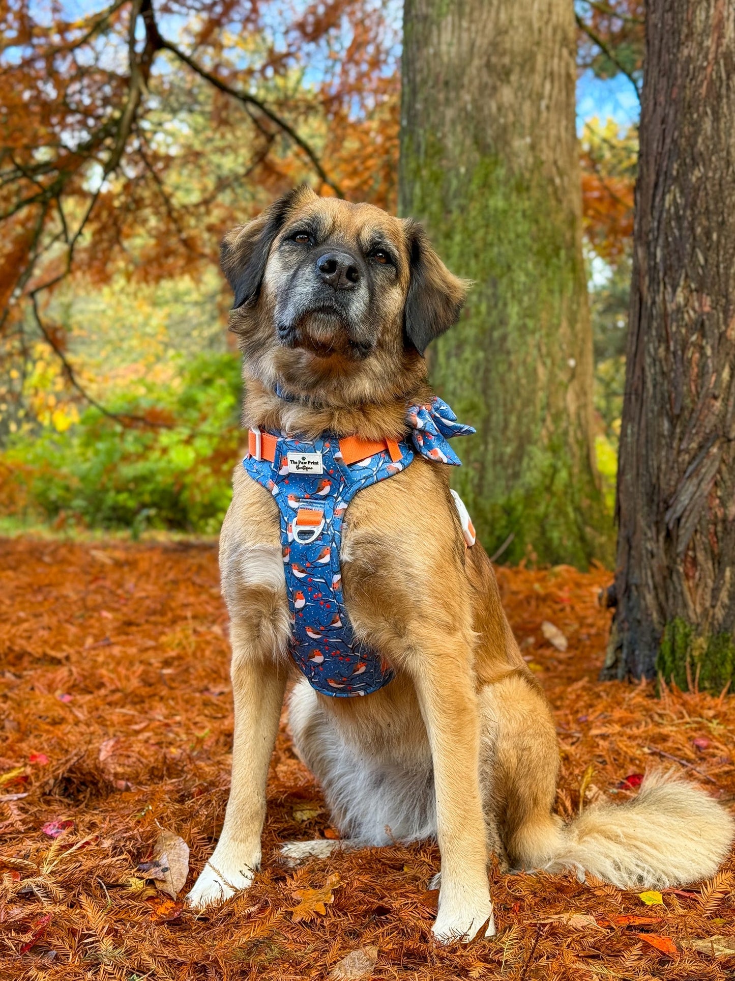 Seasons Tweetings Adventure Paws Harness