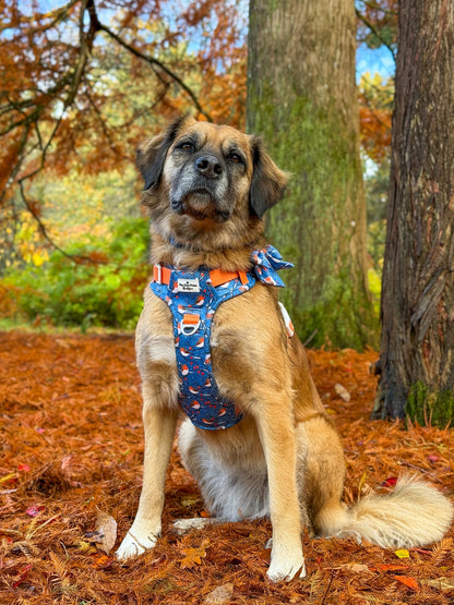 Seasons Tweetings Adventure Paws Harness