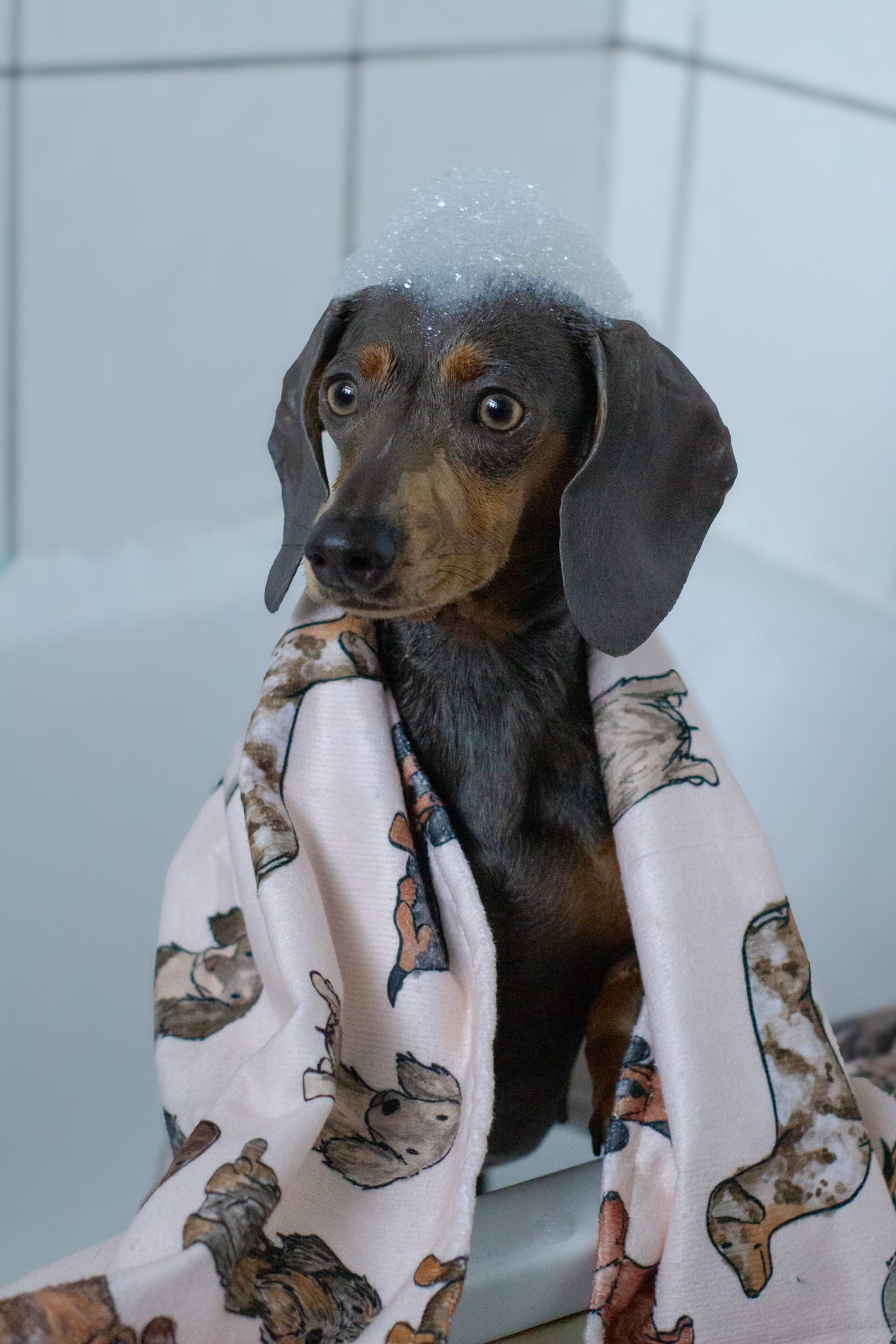 The Dachshund Dog Towel