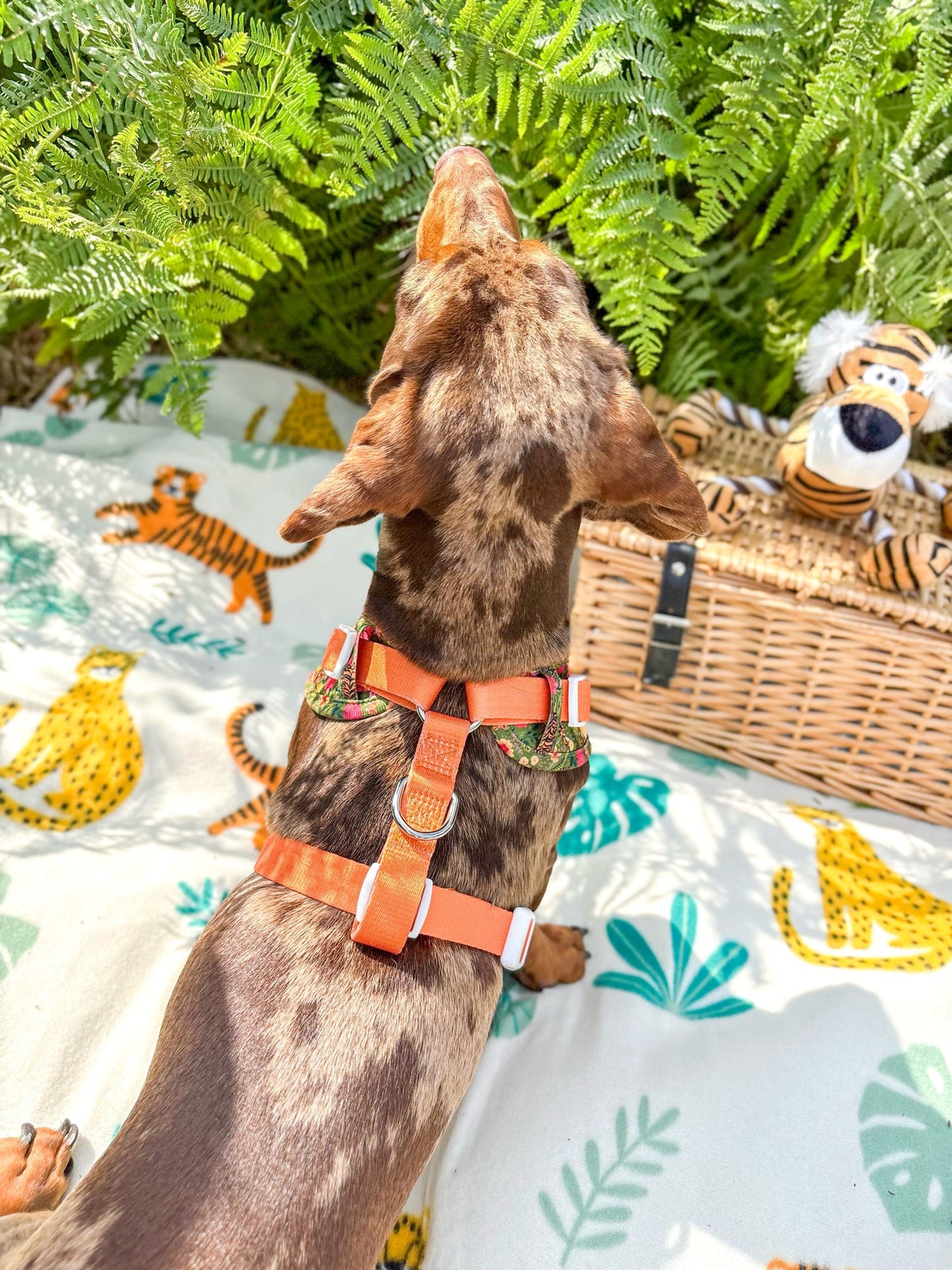 The Tiger who came to TPPB Adjustable Harness