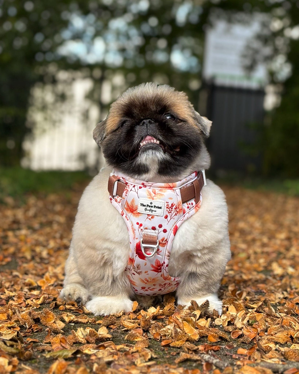 Maple Meadows Adventure Paws Harness