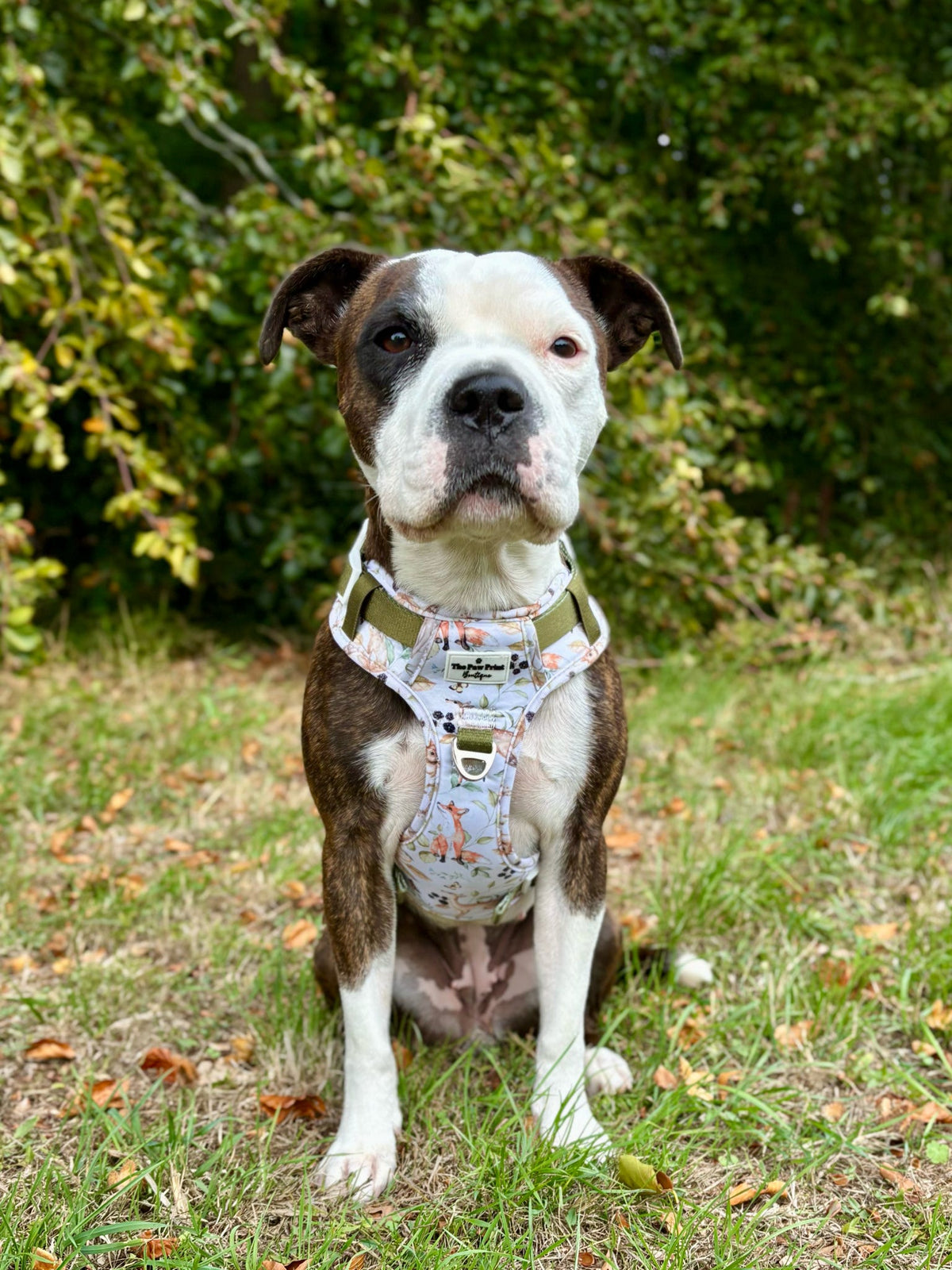 Whimsical Wildlife Adventure Paws Harness