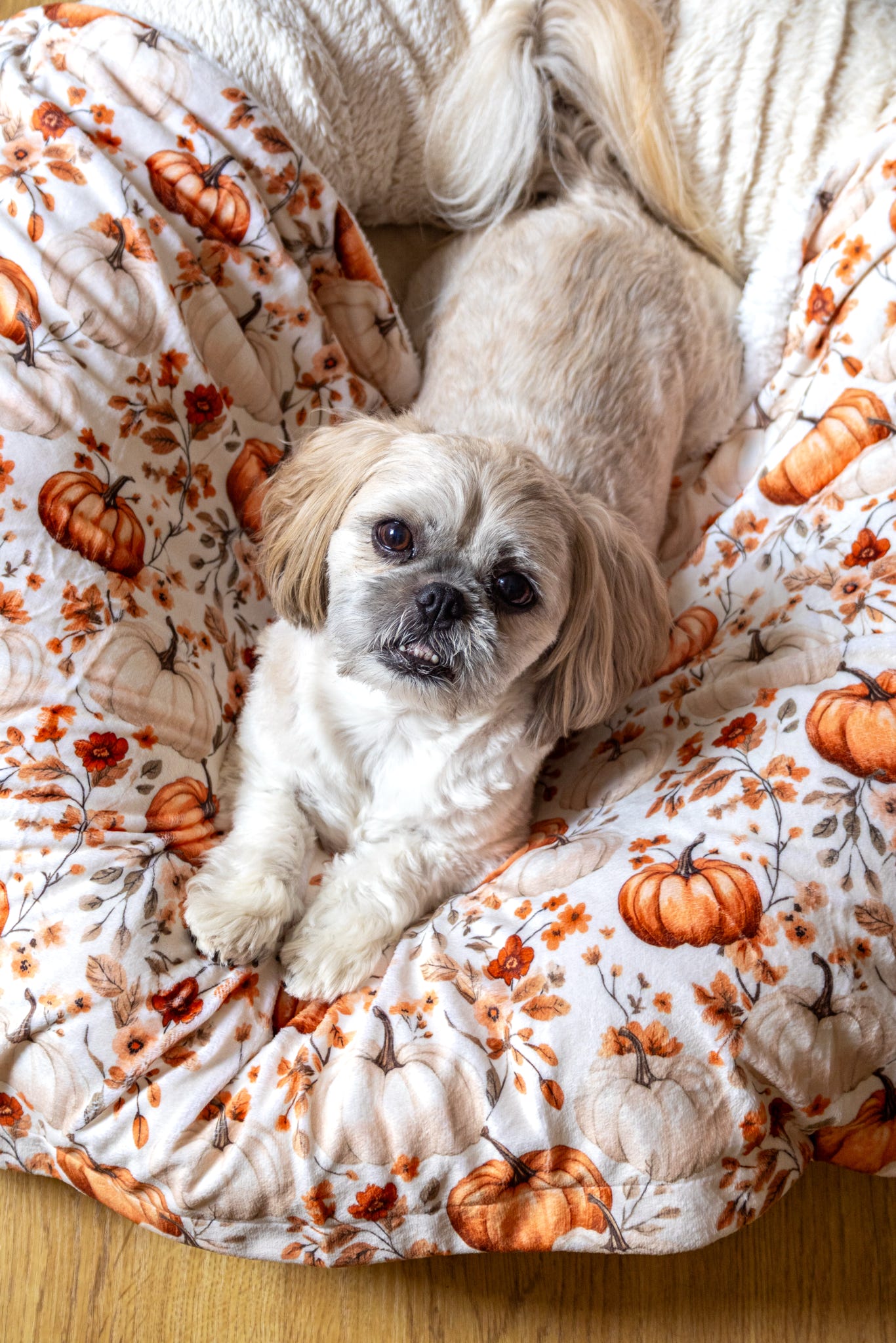 Pupkin Patch Dog Blanket