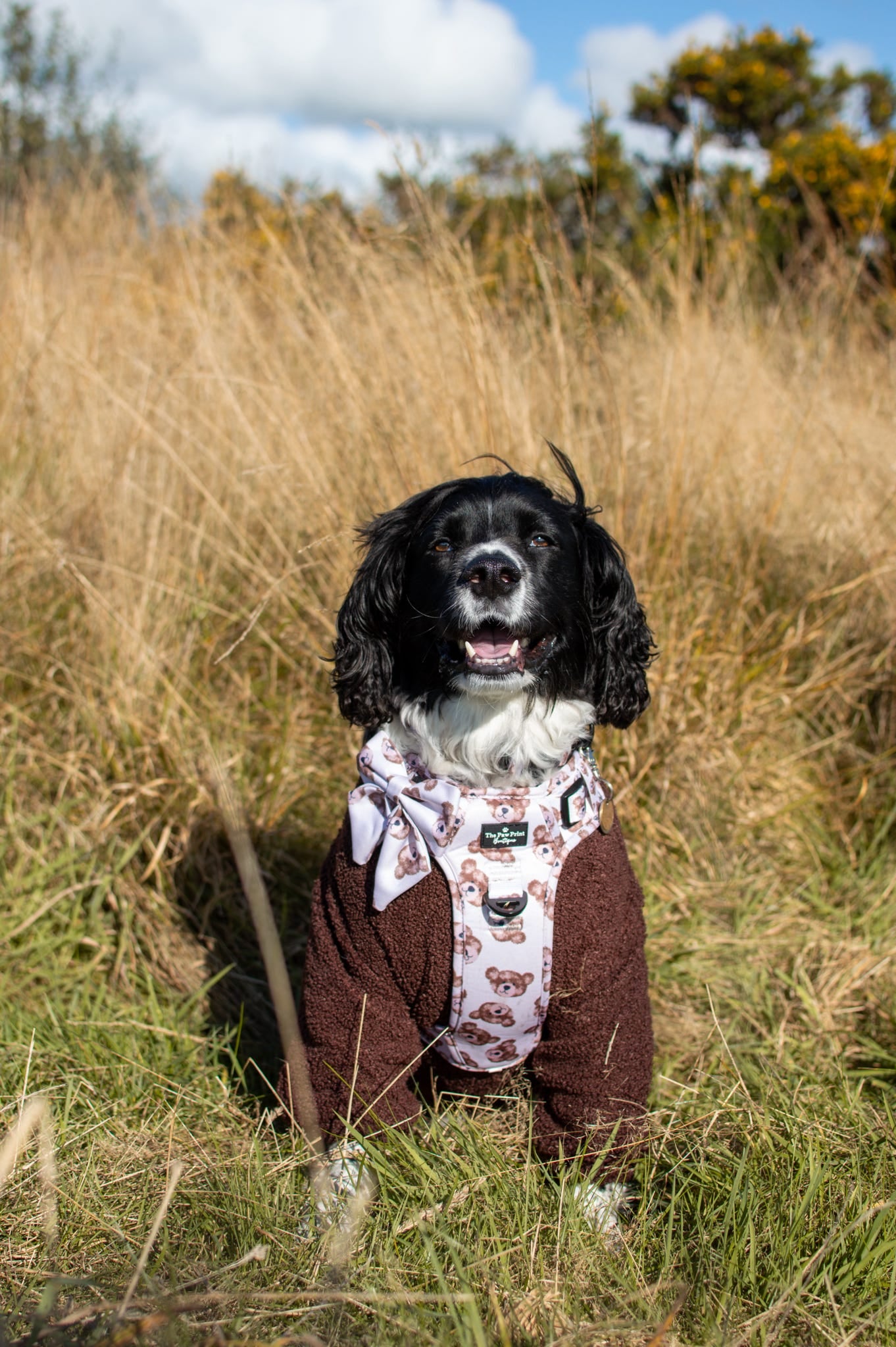 The Little Bear Cub Bow Tie