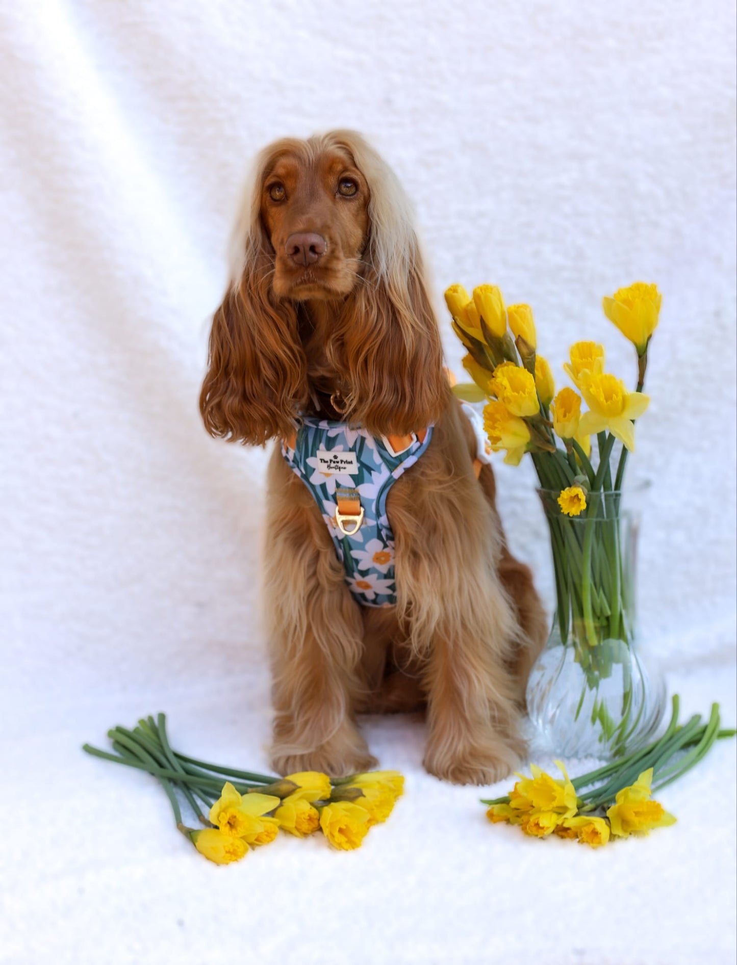 Daffodil Daze Adventure Paws Harness