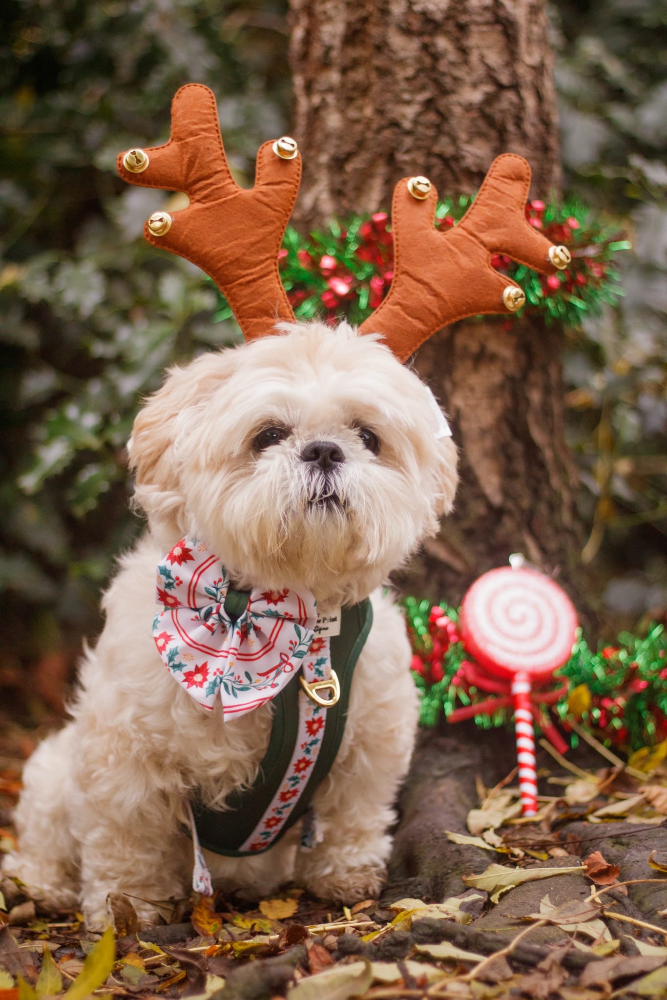 Festive Traditions Adventure Paws Harness