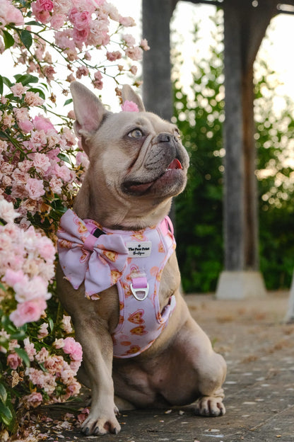 Miami Palms Adventure Paws Harness