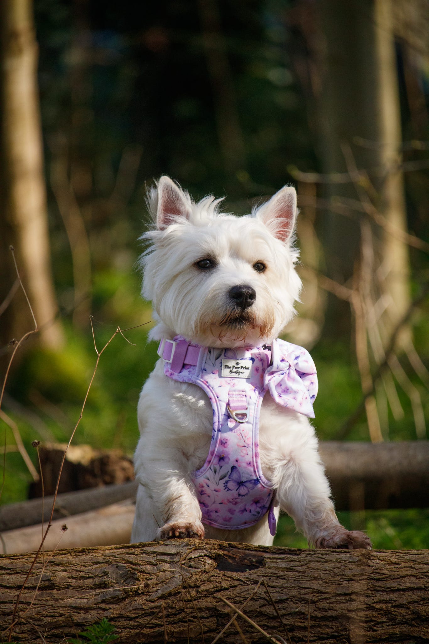 Butterfly Bliss Adventure Paws Harness
