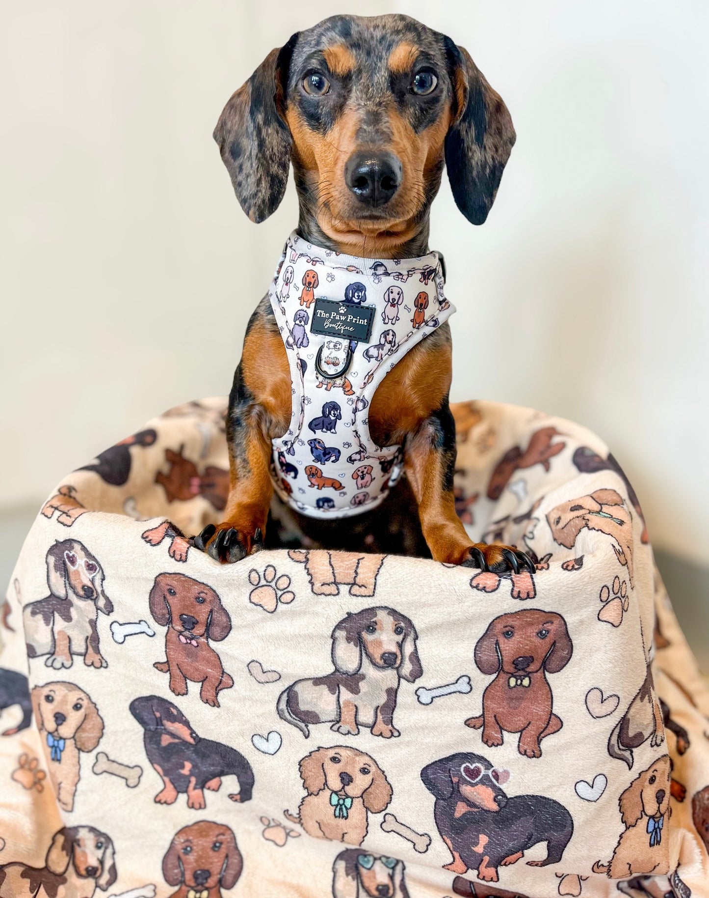 The Dachshund Adjustable Harness