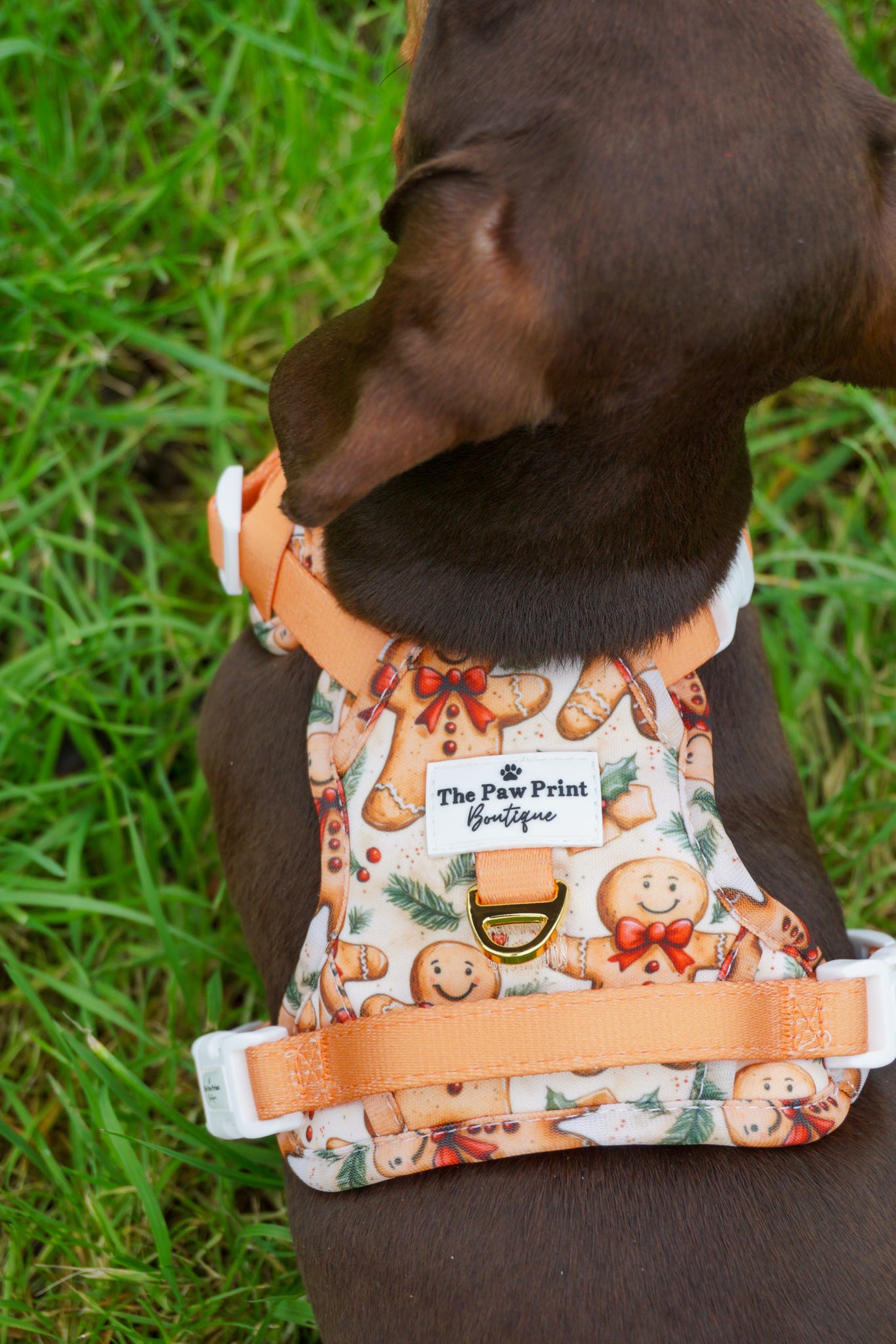 Gingerbread Grove Adventure Paws Harness
