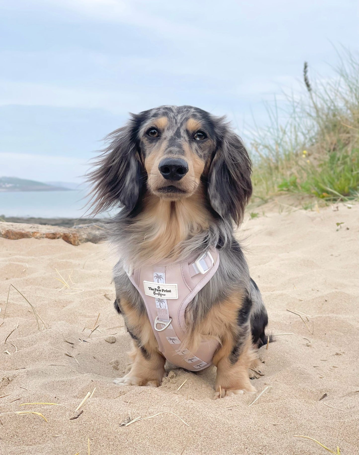 Palm Springs Adventure Paws Harness