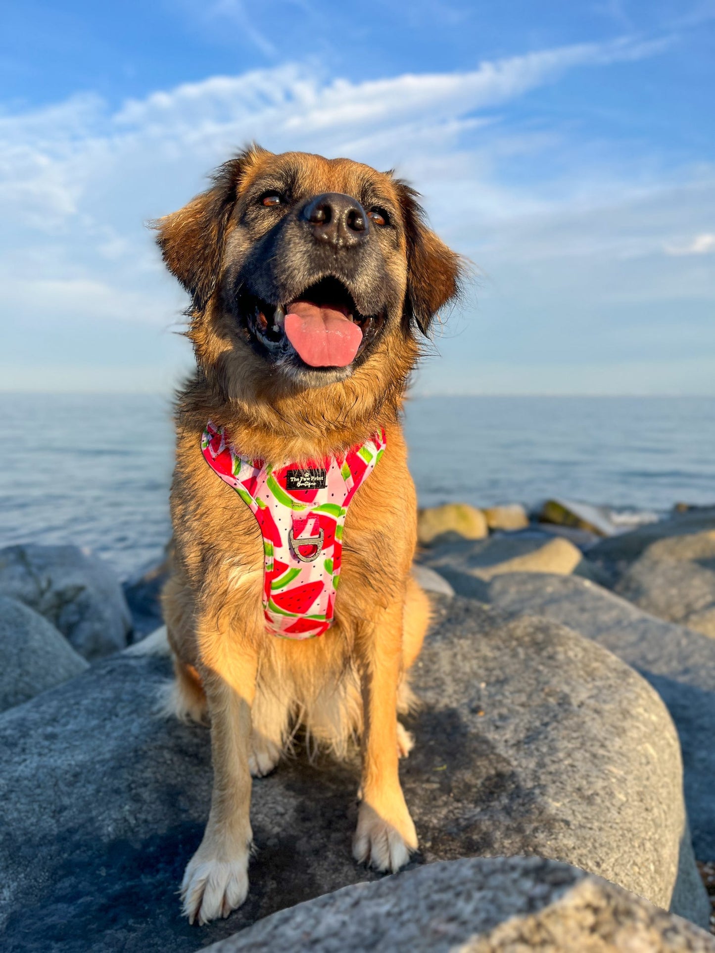 The Watermelon Sugar Adventure Paws Harness