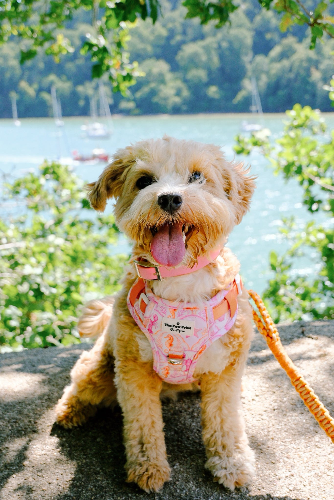 Under the Sea Paws Harness