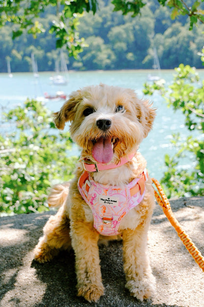 Under the Sea Paws Harness