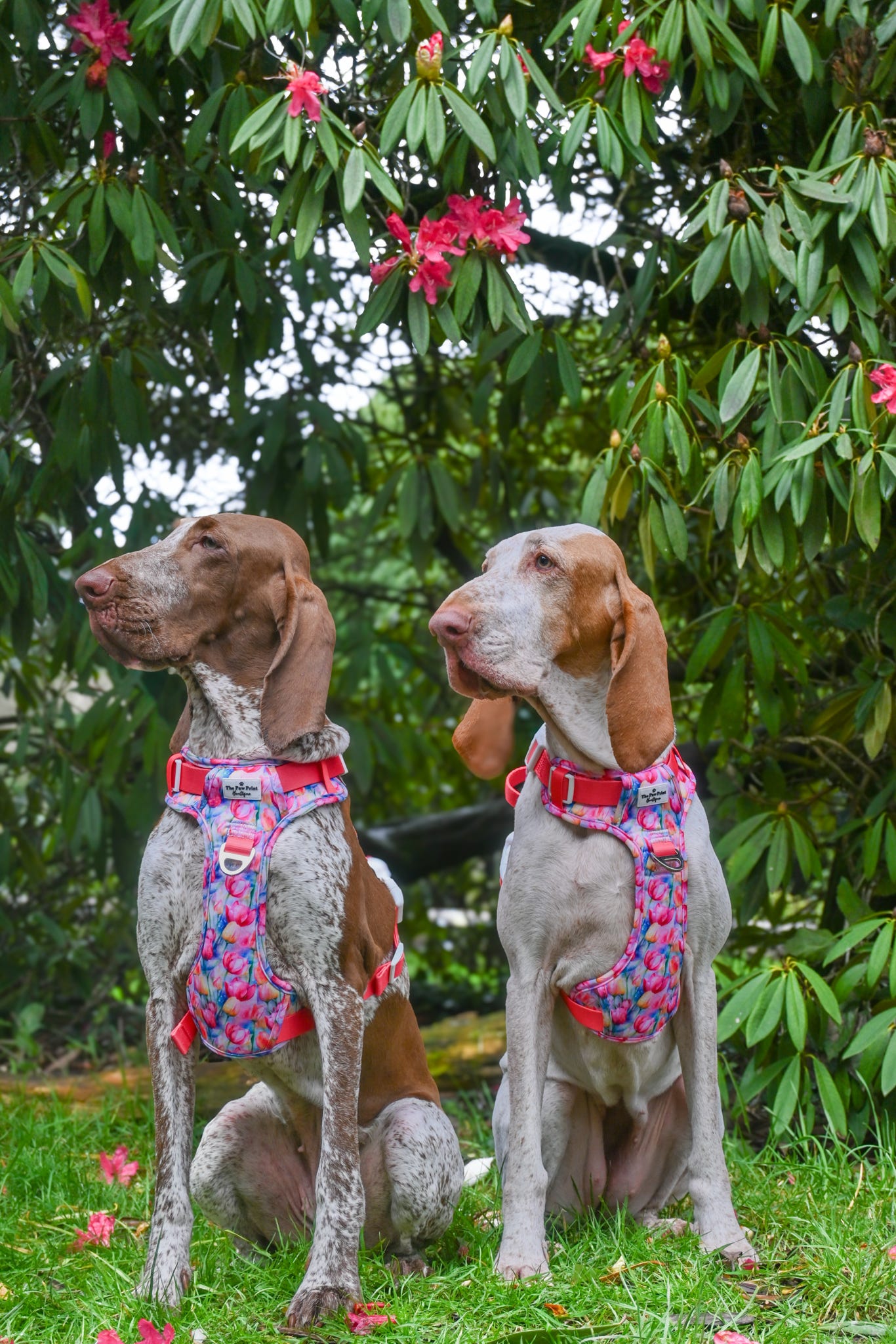 The Tulip Field Adventure Paws Harness
