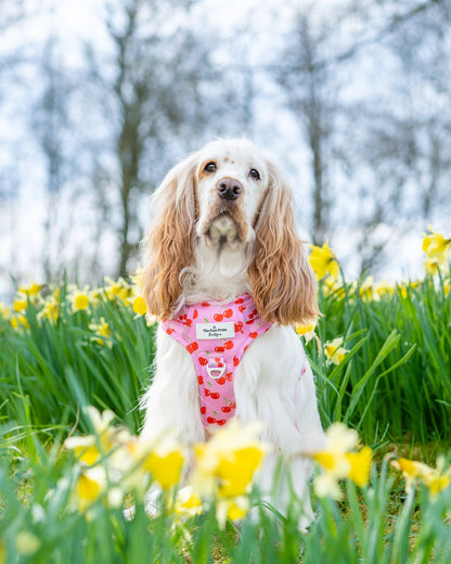 Cherry on Top Adventure Paws Harness