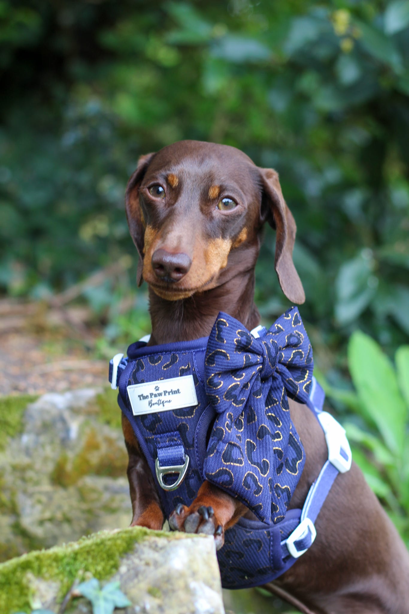 The Luxe Leopard (Navy) Bow Tie
