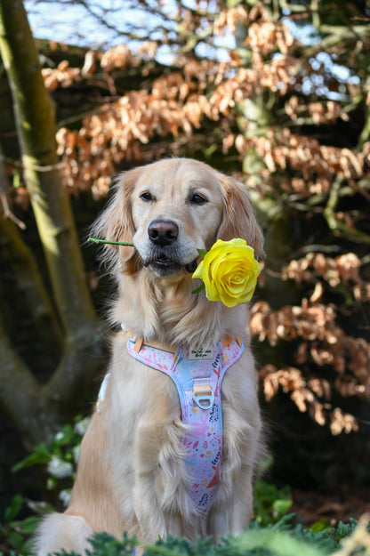 Hop into Bloom Adventure Paws Harness