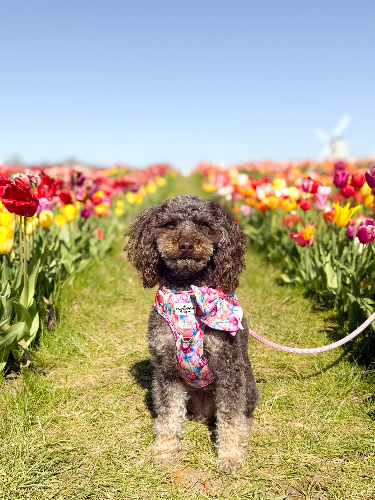 The Tulip Field Adventure Paws Harness