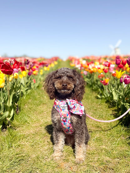 The Tulip Field Adventure Paws Harness