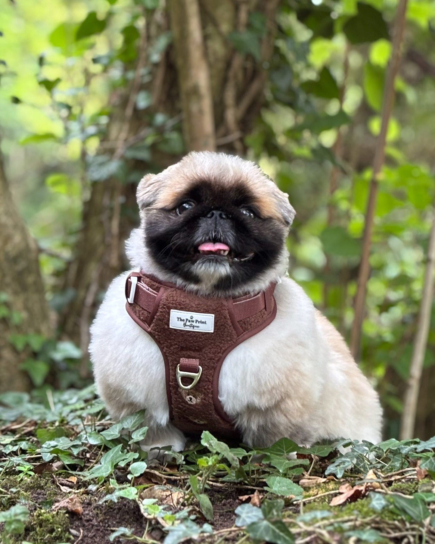 The Embroidered Little Bear Cub Adventure Paws Harness