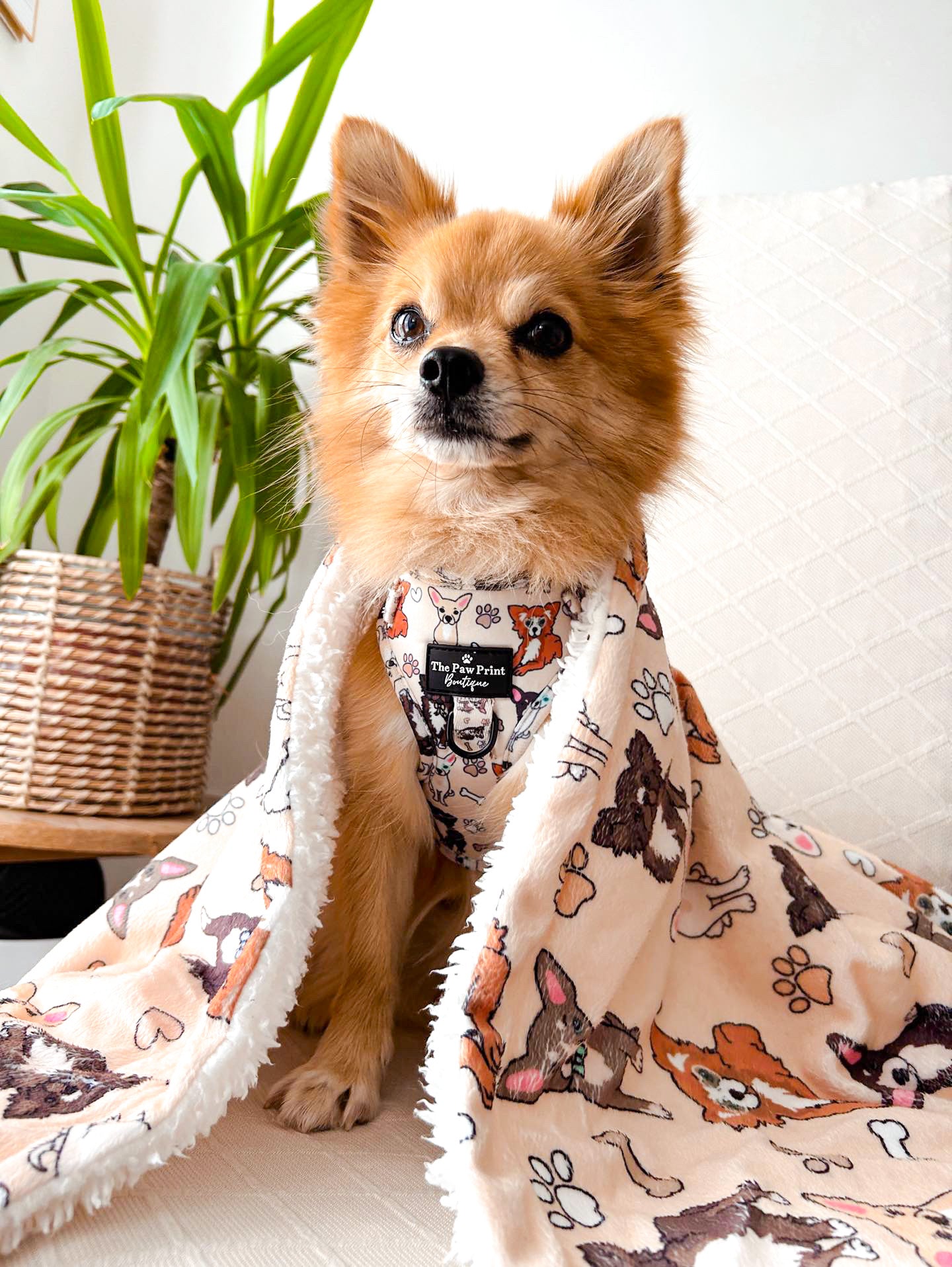The Chihuahua Adjustable Harness