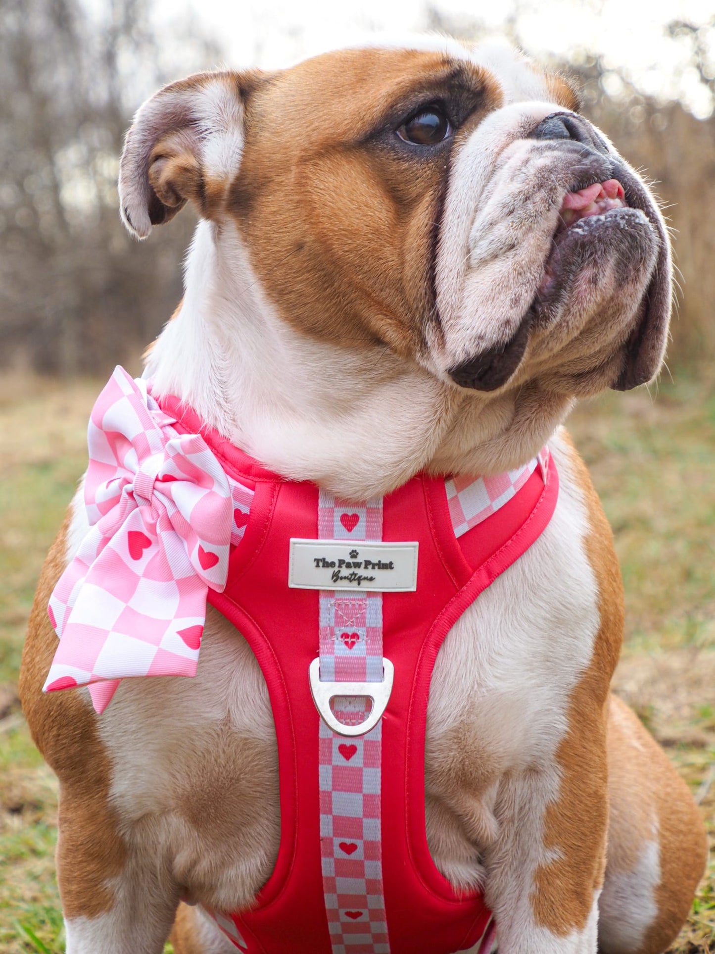 The Fur-ever Love Adventure Paws Harness