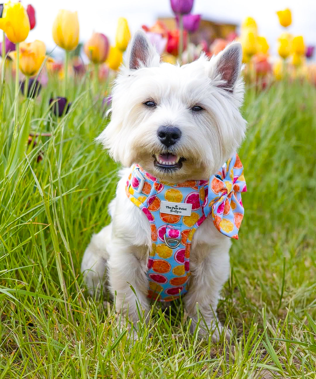 Squeeze the Day Adventure Paws Harness