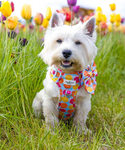 Squeeze the Day Adventure Paws Harness
