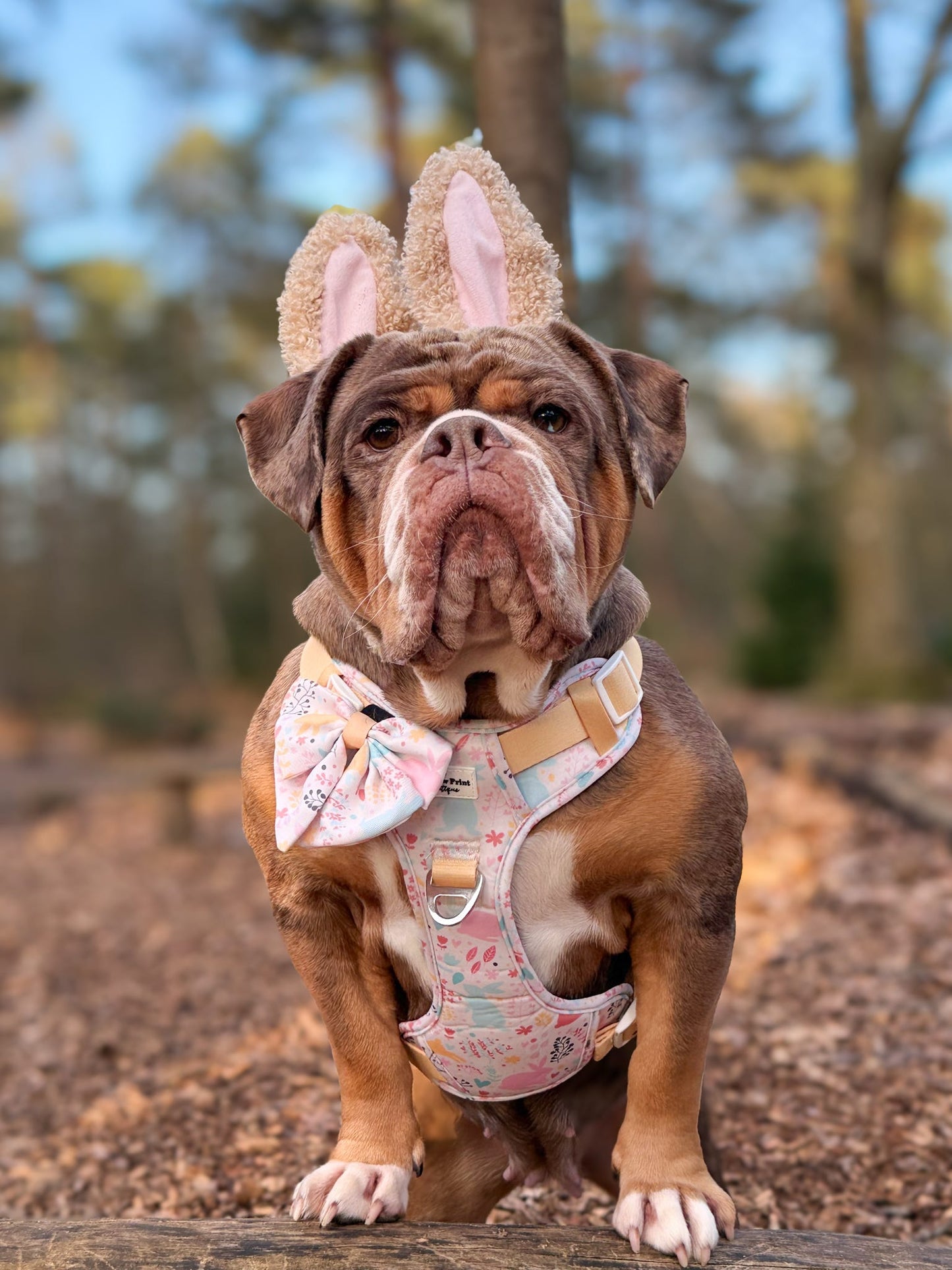 Hop into Bloom Adventure Paws Harness