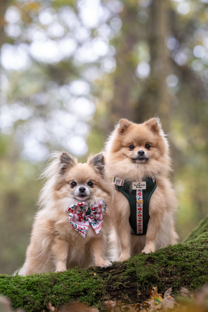 Festive Traditions Adventure Paws Harness