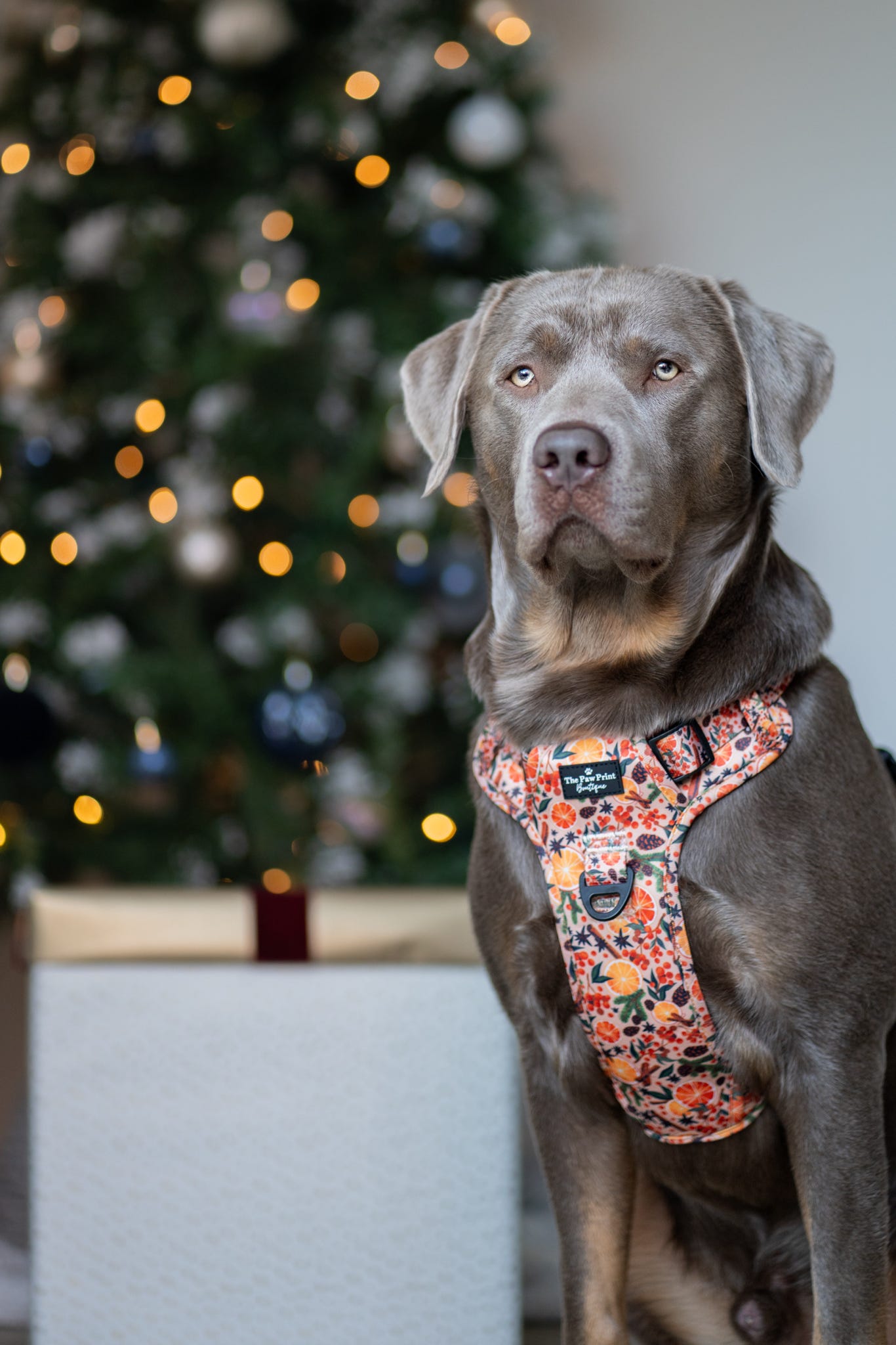 The Winter Scents Adventure Paws Harness