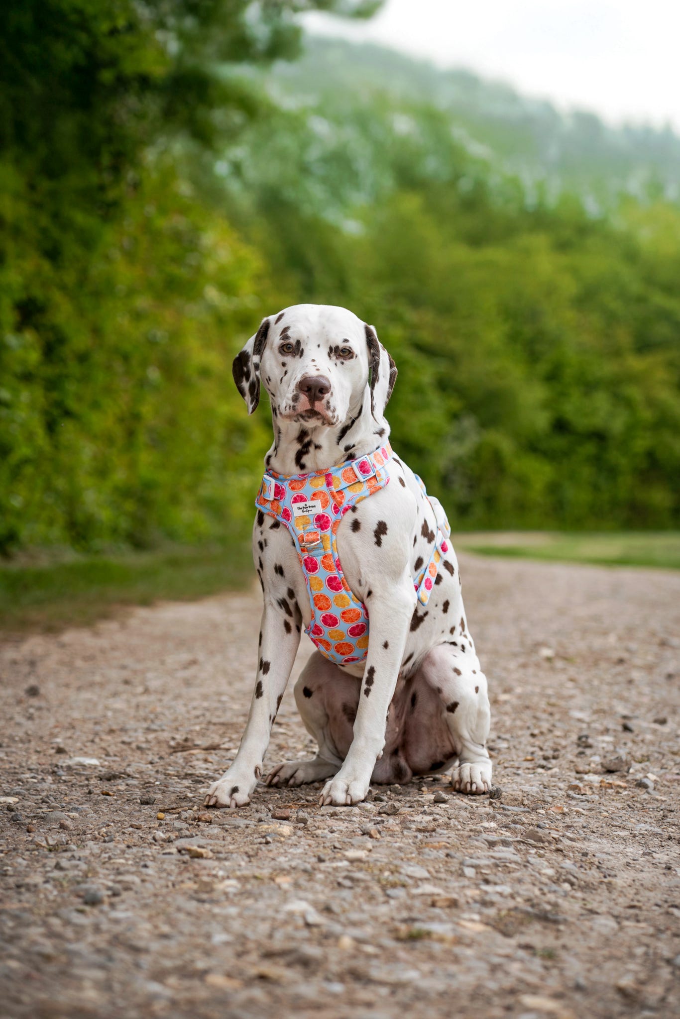 Squeeze the Day Adventure Paws Harness