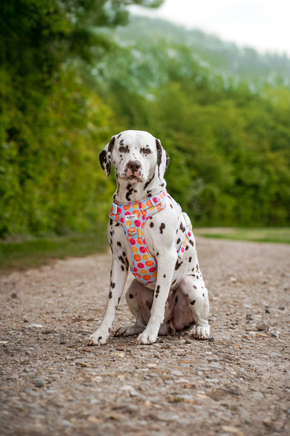 Squeeze the Day Adventure Paws Harness