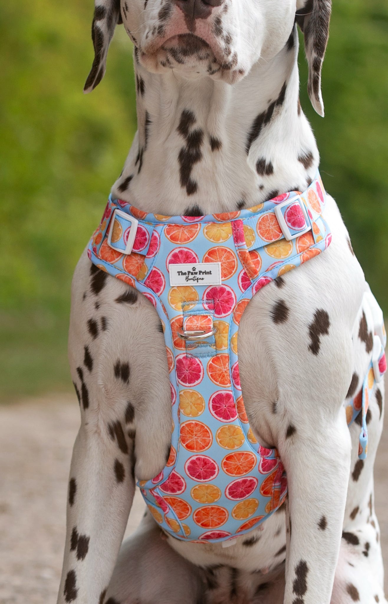 Squeeze the Day Adventure Paws Harness