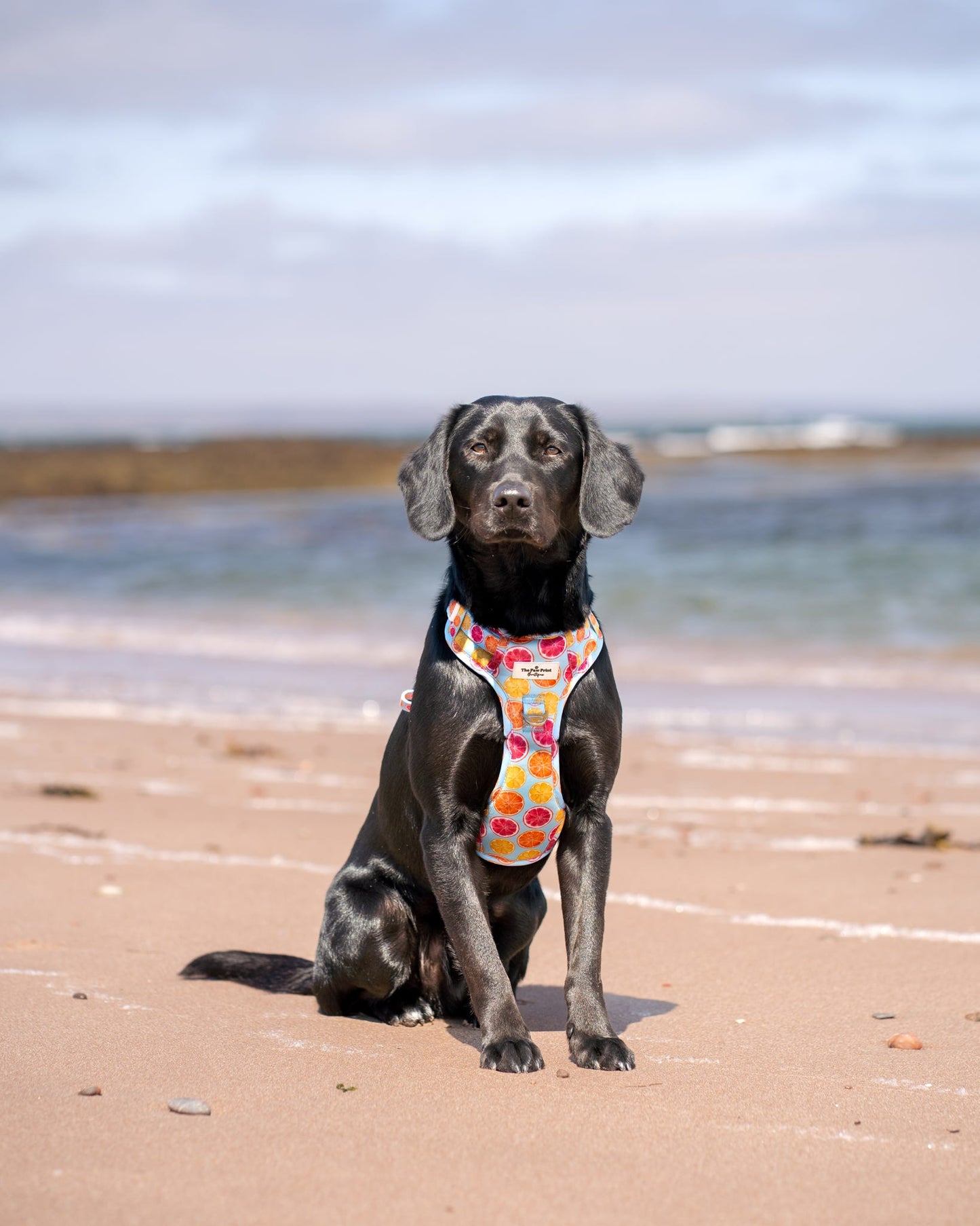 Squeeze the Day Adventure Paws Harness