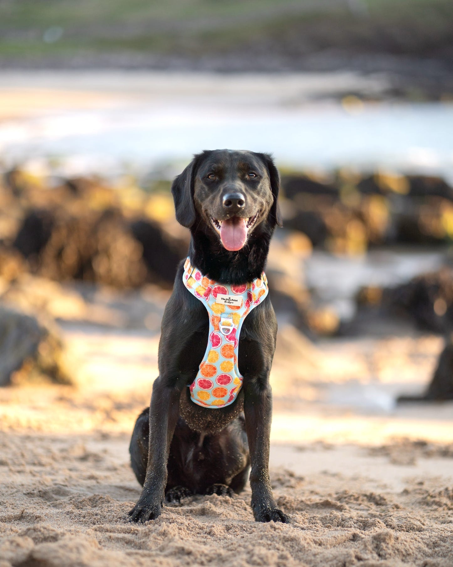 Squeeze the Day Adventure Paws Harness