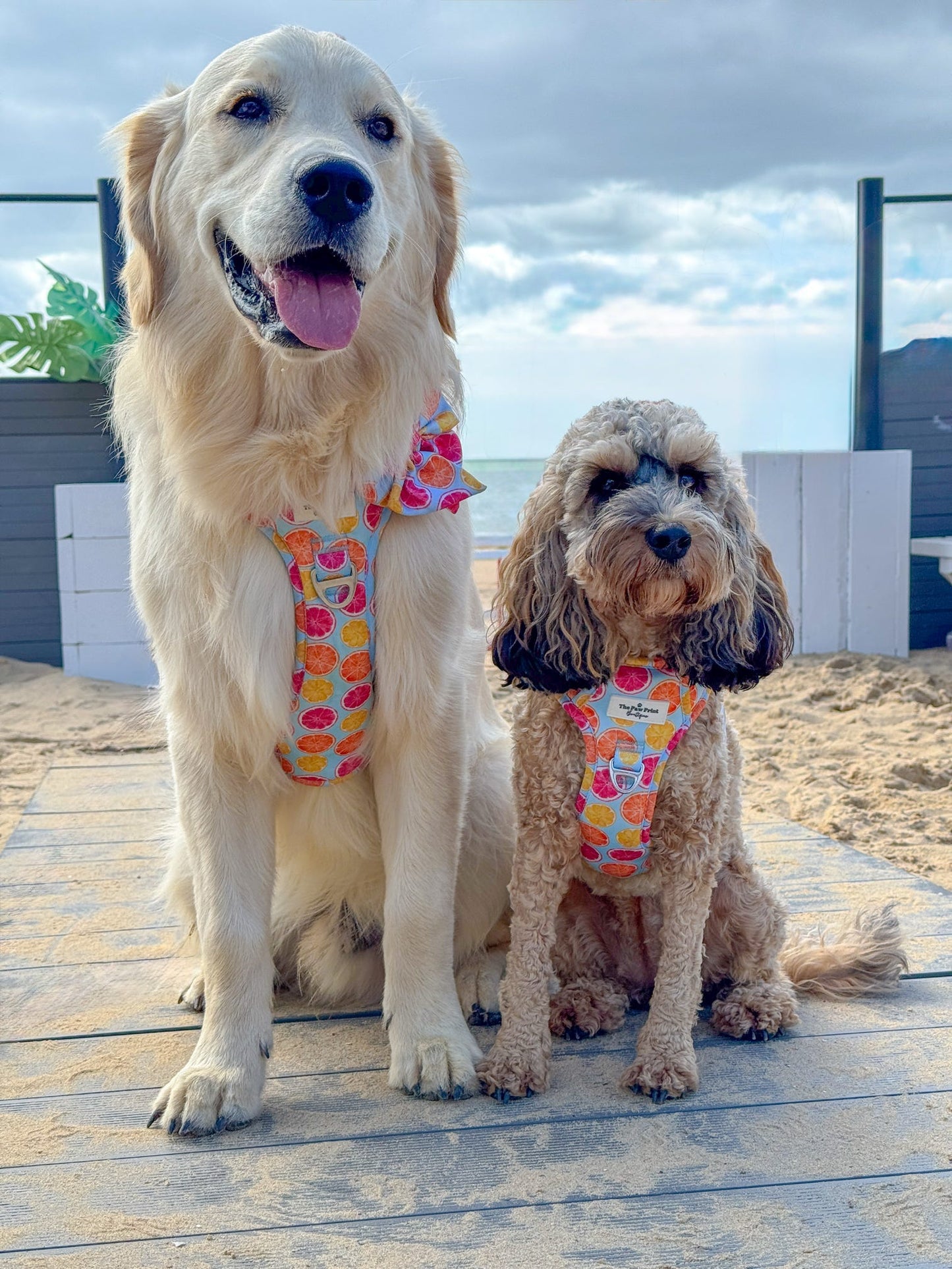 Squeeze the Day Adventure Paws Harness